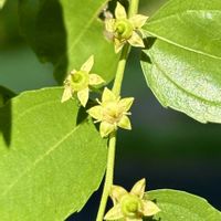 ナツメ,ナツメのお花,ナツメの果実,ナツメの冬芽,ナツメの芽吹きの画像
