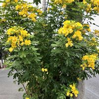 エニシダ,千日紅,千日紅(せんにちこう),エニシダ(金雀枝)の画像