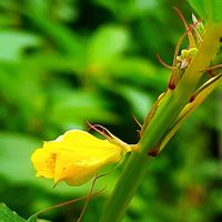 モロヘイヤ,モロヘイヤ,モロヘイヤの花,野菜の花,おでかけ先の画像
