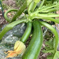 ズッキーニ,ズッキーニ,黄色い花,癒し,美味しいの画像