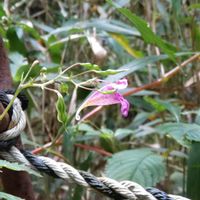 ツリフネソウ,コウホネ,ミズヒキ,世界平和,被災地にエールを…。の画像