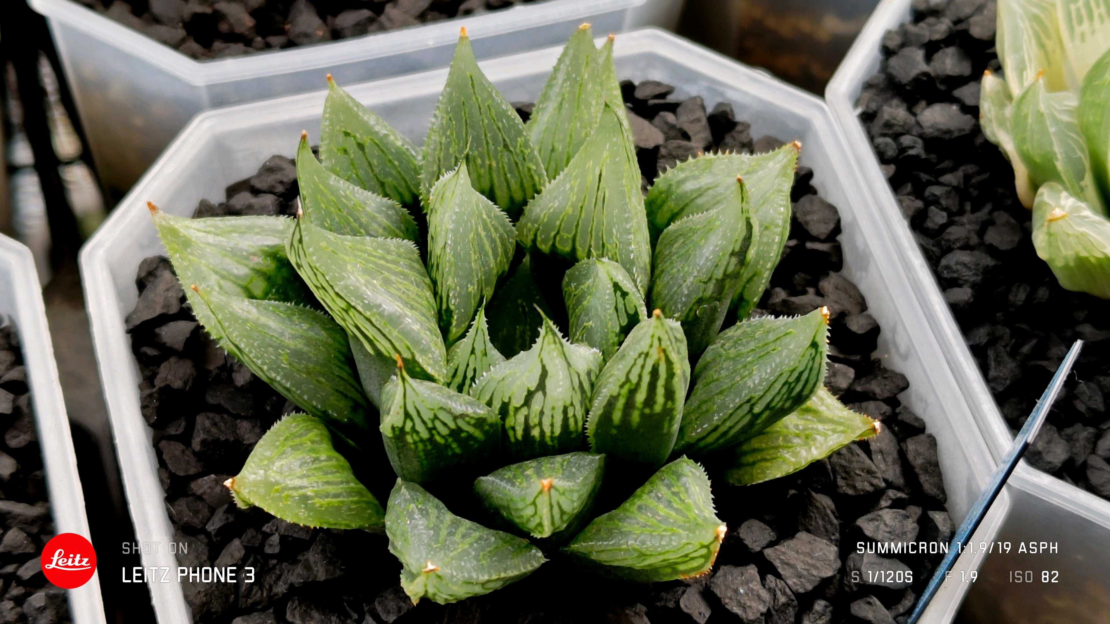 ナイルの一滴 ナイルの一滴の一覧｜🍀GreenSnap（グリーンスナップ）