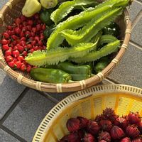 ハス,ピーマン,四角豆,ハイビスカスローゼル,青い睡蓮の画像