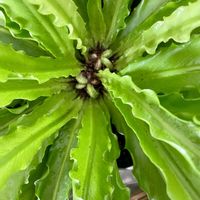 オオタニワタリ,アスプレニウム,観葉植物,シダ植物,シダ愛好会の画像