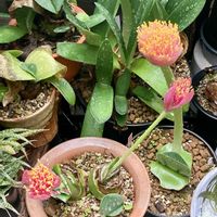 ハエマンサス,ムシトリスミレ,庭の画像