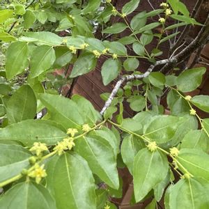 ナツメ,棗（なつめ）,果樹,手作りの庭,シンボルツリーの画像