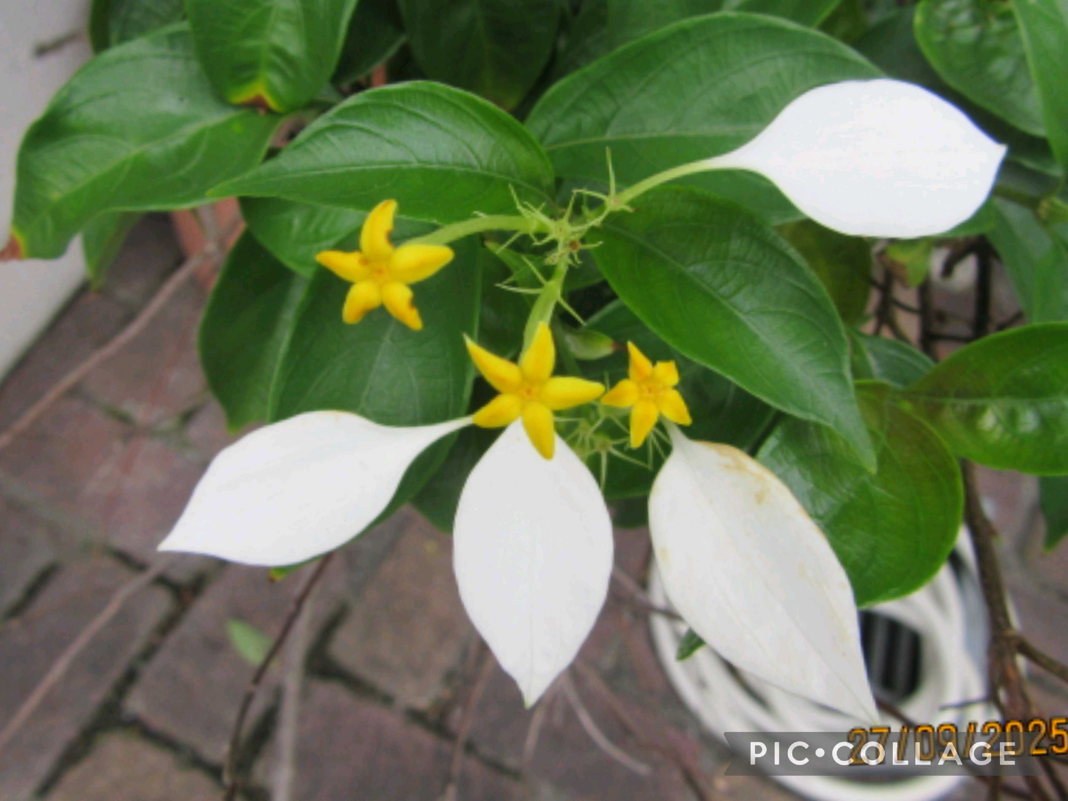 コンロンカの育て方｜置き場所や挿し木の方法は？剪定は必要