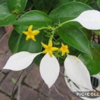 コンロンカ,ヤハズソウ,カワリバトウダイ,赤穂散策の画像