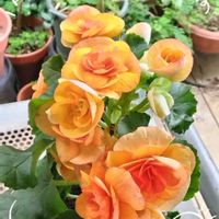 ベゴニア,ベゴニア,ベゴニア,ベゴニア,ベゴニアの画像