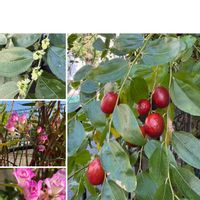 セッコク,セッコク,セッコク,ナツメ,ナツメの画像