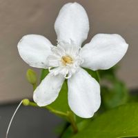 セイロンライティアの画像