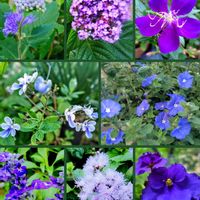 セントポーリア,ダンギク,ブルーサルビア,ヘリオトロープ,ノボタン コートダジュールの画像