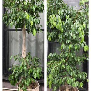 ベンジャミン,剪定,夏の終わり,猛暑,室内で楽しむ植物の画像