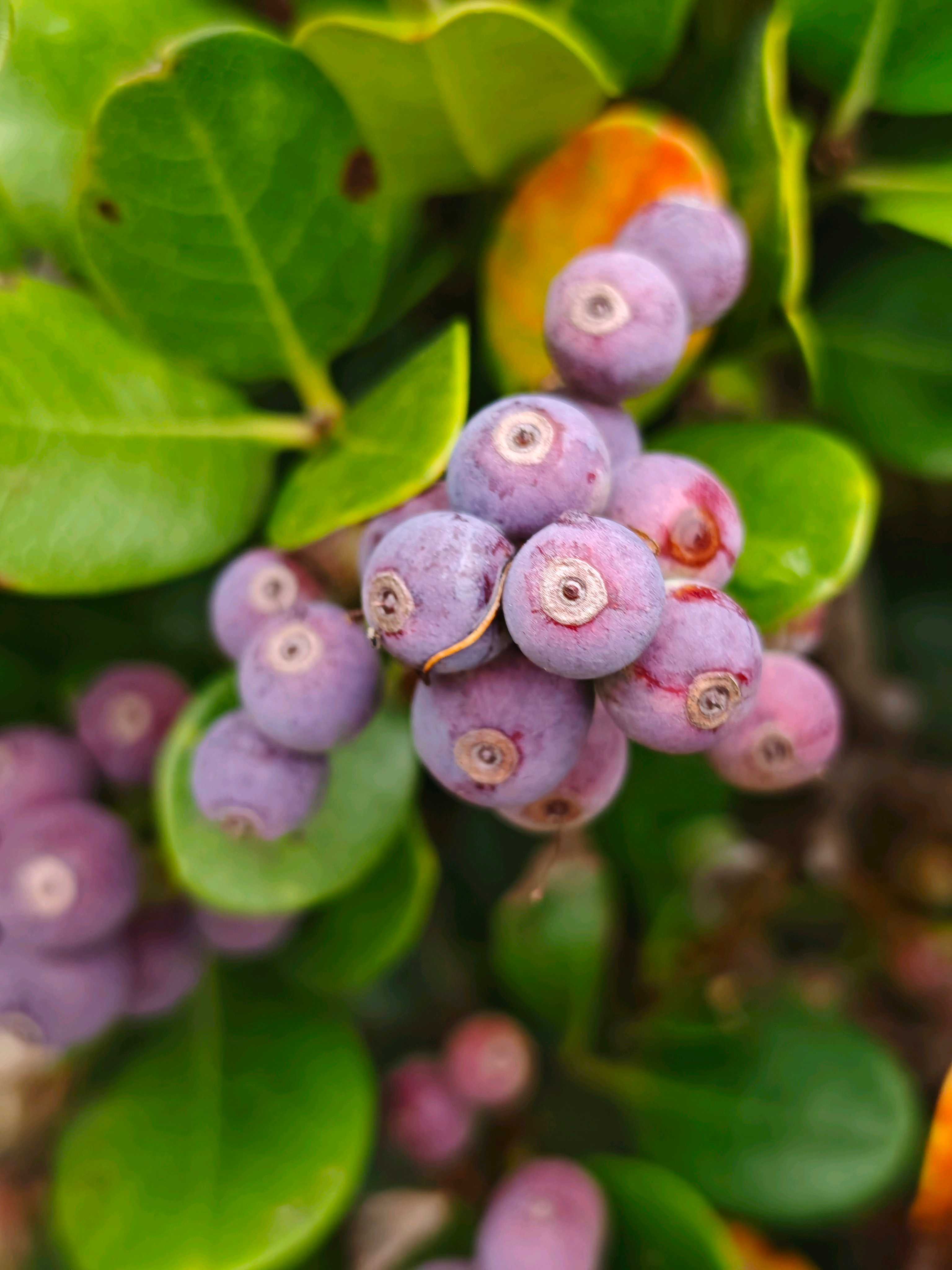 シャリンバイの実300本 シャリンバイの実の一覧｜🍀GreenSnap（グリーンスナップ）