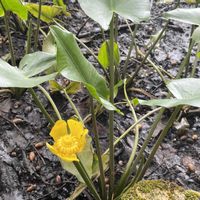 コウホネ,花のある暮らし,季節のお花,黄色いお花,花好きの画像
