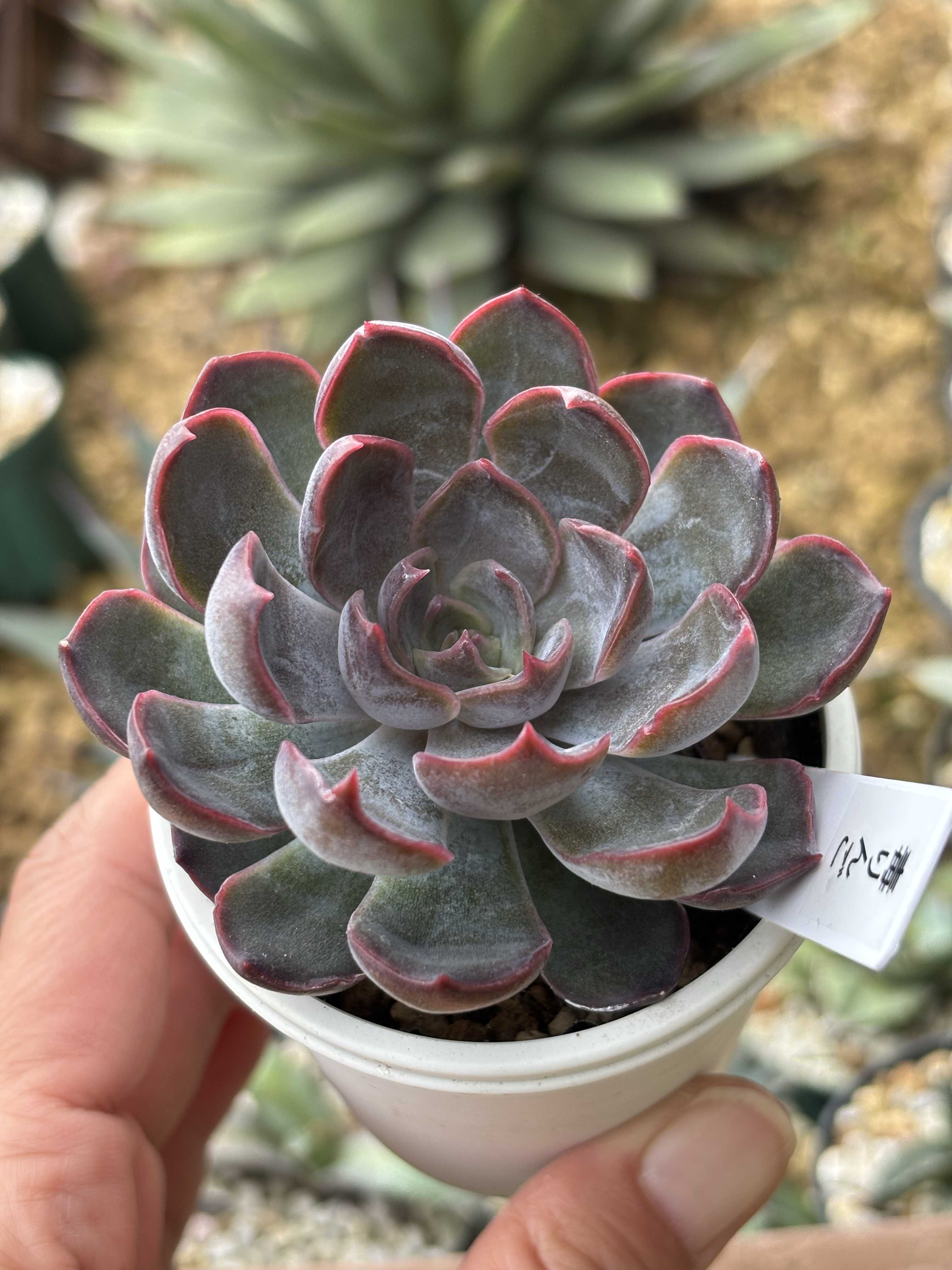 グラプトベリア スターファイヤーの一覧｜🍀GreenSnap（グリーンスナップ）