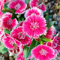 セキチクの画像