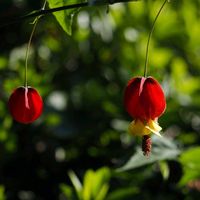 アブチロン,ウキツリボク,アブチロン (チロリアンランプ),あっ火曜日,真っ赤な火曜日の画像