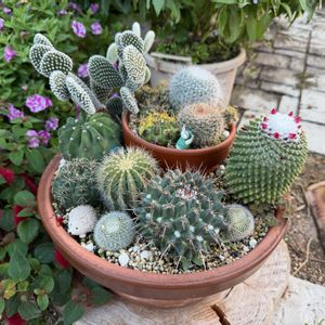 サボテン,ガーデニング,サボテンの寄せ植えの画像