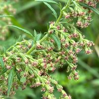 ヨモギ,秋の山野草の画像