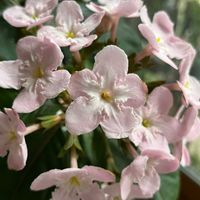 ルクリア,鉢植え,スマホ撮影,おうち園芸,窓辺の画像