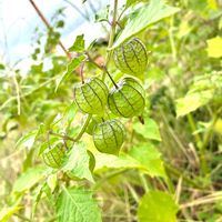 ホオズキの画像