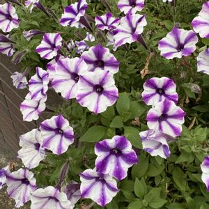 サフィニアアート,サフィニアアート,通勤途中の画像