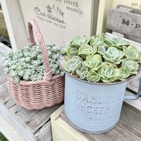 白雪ミセバヤ,ラブリーローズ,お気に入り♡,かわいいな♡,癒しの時間の画像