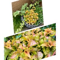 ヤブラン,プレクトランサス・モナラベンダー,アルテルナンテラ,黄金カズラ,アルテルナンテラ ファニードレスの画像