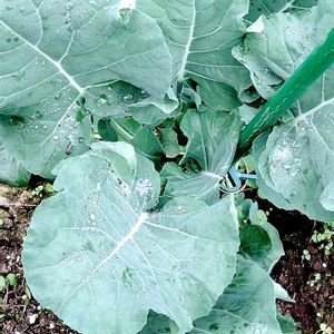 冬野菜,ブロッコリースティックセニョール,成長記録③,家庭菜園,庭の画像