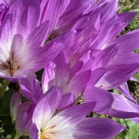 コルチカム,コルチカム(イヌサフラン),今日の１枚,今日のお花,花のあるくらしの画像