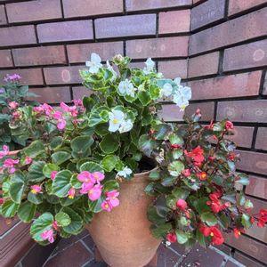 ベコニア,ベコニア,レンガ,玄関アプローチの画像