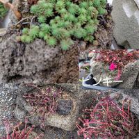 マンネングサ,ホトトギス,ミセバヤ,ピンキー,岩松の画像