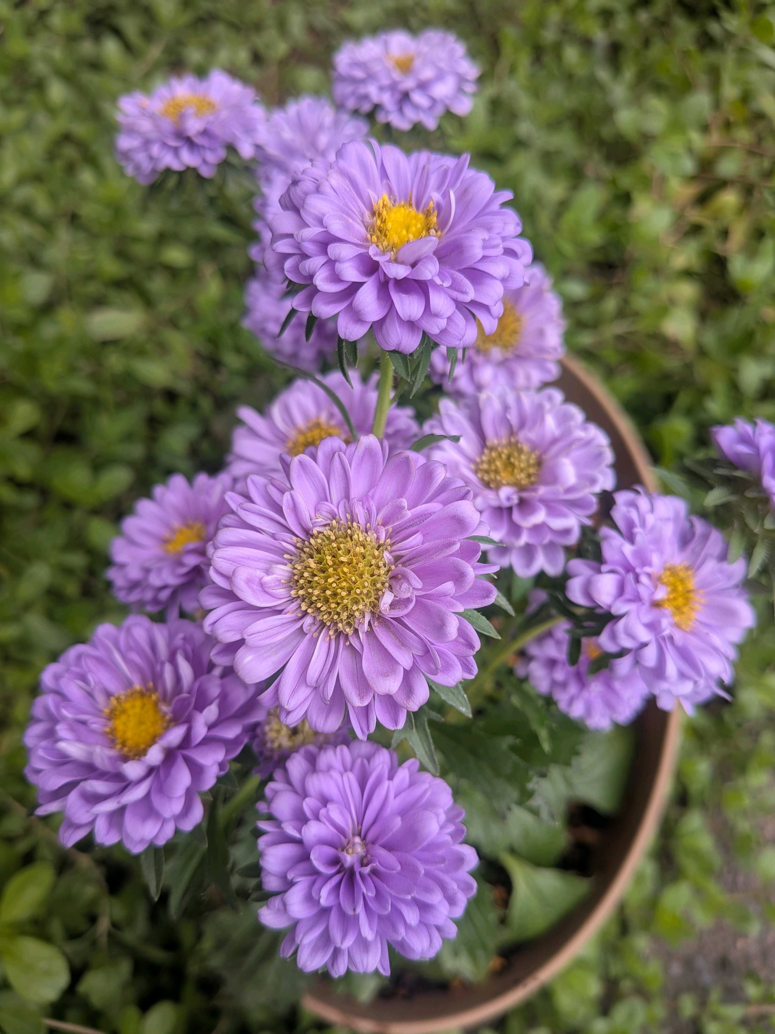 マユハケオモト ピンクの一覧｜🍀GreenSnap（グリーンスナップ）