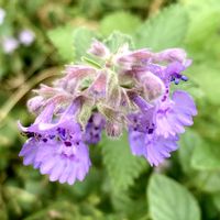 ミント,お出かけ先にての画像