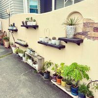 亀甲竜,怪魔玉,峨眉山,アデニウム,アルブカの画像