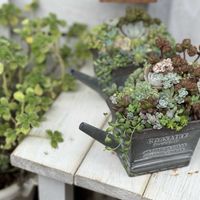 多肉棚,多肉バカ,千葉タニラー,多肉女子,ベランダタニラーの画像