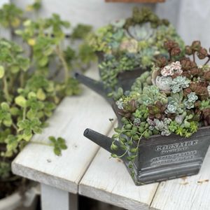 多肉棚,多肉バカ,千葉タニラー,多肉女子,ベランダタニラーの画像