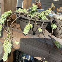 玉つづり,玉つづり,多肉植物,暴れ多肉,緑のある暮らしの画像