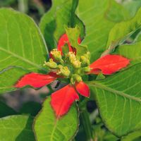 ショウジョウソウ,花のある暮らし,植物好き,自然の不思議,あっ火曜日の画像
