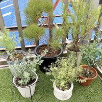 オリーブ,ライスフラワー,レウコフィルム,セルリア カルメン,ウエストリンギア（オーストラリアンローズマリー）の画像