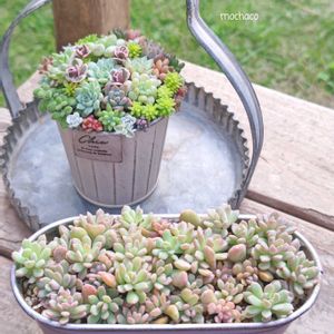 ダークオパール,カシオス 赤錦,ジュリエッタ,リンダリンダ,リンダリンダの画像