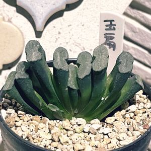 玉扇,植え替え,ハオルシア属     ,秋の気配,多肉のある暮らしの画像