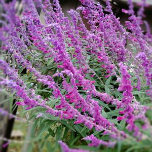 アメジストセージ,サルビアレウカンサ（アメジストセージ）,地植え,ガーデニング,満開の画像