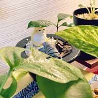 ガジュマル,ガチャガチャ,成長記録,成長中,ネコと植物の画像