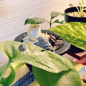 ガジュマル,ガチャガチャ,成長記録,成長中,ネコと植物の画像