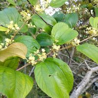 ナツメ,インドナツメ,沖縄,今日のお花,陽月農園内の画像