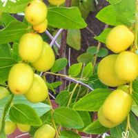 サンタンカ,ナツメ,ヒガンバナ,ルコウソウ,彼岸花 赤の画像