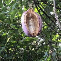 アケビ,ポポー,アケビの花の画像