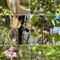 アケビ,オルラヤ,コスモス,シラン,ハマヒルガオの画像